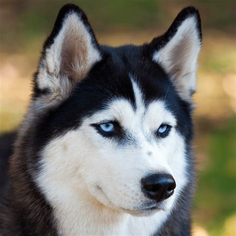 husky brown blue eyes|why are huskies eyes blue.